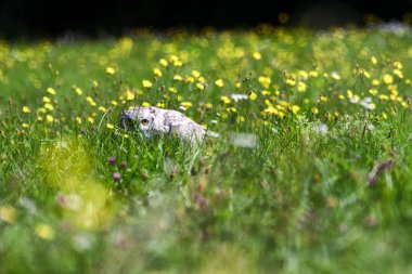 Büyük boynuzlu baykuş (Bubo virginianus), kaplan baykuşu olarak da bilinir.