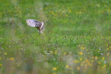 Sarı çiçeklerle dolu çayırda uçan baykuş (Tyto alba).