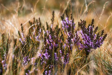 Çiçek açan Calluna vulgaris fundalık, ling, ya da basitçe fundalık Mor çiçeklerin odak noktası, Doğa çiçekli arka plan.