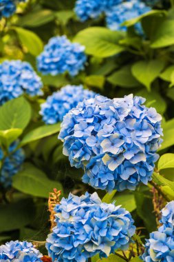 Mavi ortanca fotoğrafı. Mavi çiçekli büyük bir ortanca çalısının renkli bir fotoğrafı..