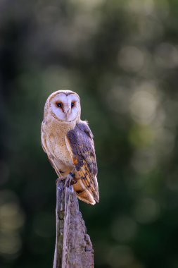 Baykuşu kapat (Tyto alba )