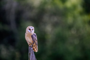 Baykuşu kapat (Tyto alba )