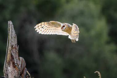Bir ahır baykuşu (Tyto alba) bulanık yeşil bir manzaranın üzerinde zarif bir şekilde süzülür, görkemli kanatlarını ve odaklanmış bakışlarını gösterir.