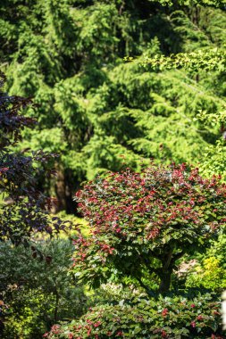 Polonya 'nın Karpacz kentindeki Siruwia Japon Bahçesi' nde güzel düzenlenmiş ve sergilenmiş huzurlu zen bahçesi.