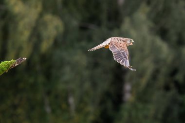 Bilinen Kestrel (Falco tinnunculus) erkek kuş bulanık arka planda uçar. Avrupa 'da vahşi yaşam sahnesi.