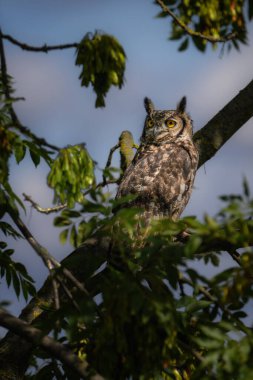 Benekli Kartal Baykuşu (Bubo africanus) ağaçta oturuyor. 