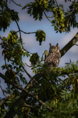 Benekli Kartal Baykuşu (Bubo africanus) ağaçta oturuyor. 