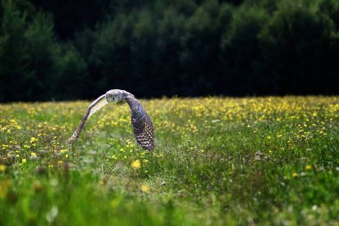 Sibirya Kartalı Baykuşu (Bubo bubo sibiricus) doğayla iç içe. Sibirya 'nın görkemli bir Kartal Baykuşu, kırsaldaki sarı, çimenli bir çayırın üzerinde alçaktan uçuyor..