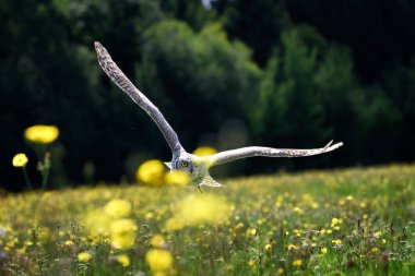 Sibirya Kartalı Baykuşu (Bubo bubo sibiricus) doğayla iç içe. Sibirya 'nın görkemli bir Kartal Baykuşu, kırsaldaki sarı, çimenli bir çayırın üzerinde alçaktan uçuyor..