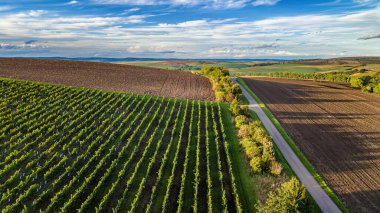 Yazın sonlarında Güney Moravya 'nın güzel manzarası. Üzüm hasadı başlıyor. Bir İHA 'dan hava görüntüsü.