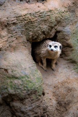 Şirin mirket (Suricata suricatta) firavunfaresinin yakın görüntüsü.
