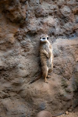 Şirin mirket (Suricata suricatta) firavunfaresinin yakın görüntüsü.