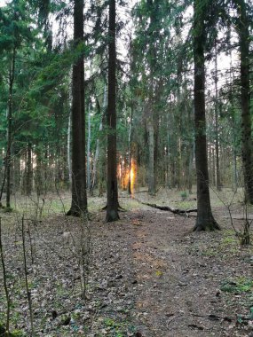Çam ormanında gün batımı.