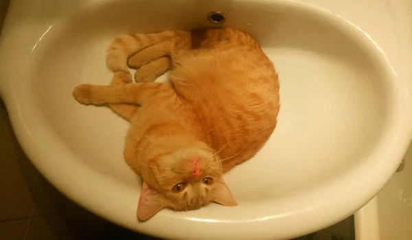Ginger Kot Leży Zlewie — Zdjęcie stockowe