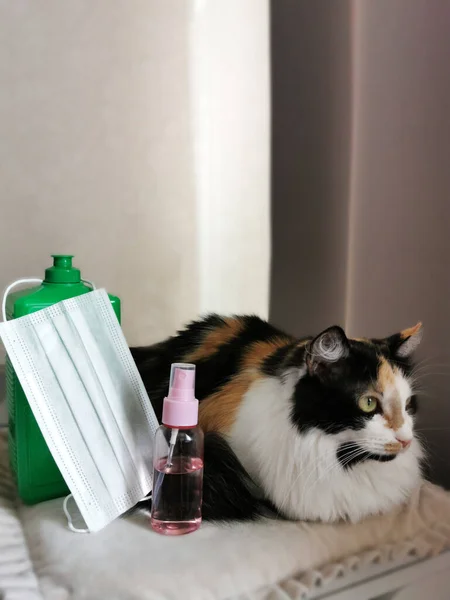 The cat lies on a table with a mask and antiseptic on the owners desktop during self-isolation of the house. Freelancer cat