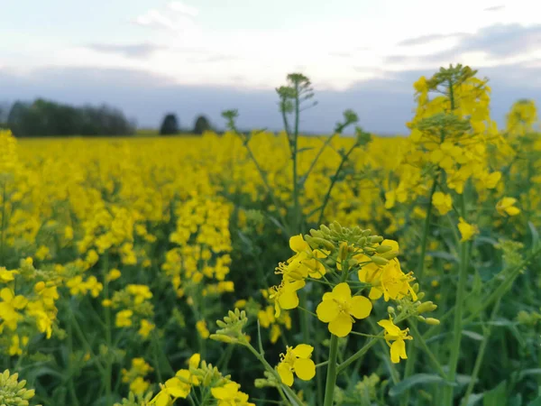 Baharda gün batımında kolza tohumu tarlası manzarası. Akşamları sahada.