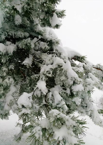 Kışın Karla Kaplı Çam Dalları — Stok fotoğraf