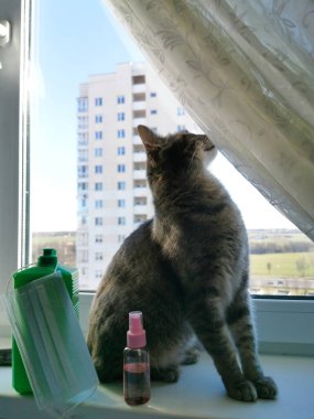 Gri bir kedi elinde antiseptikle pencerenin kilidinde otururken pencereden dışarı bakar..