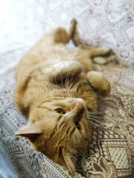Ginger Gato Descansando Sofá — Fotografia de Stock