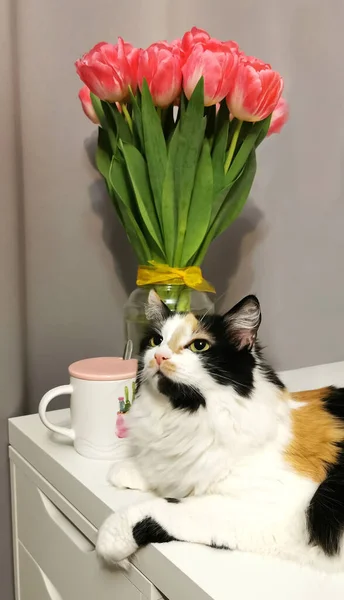 Gatto Tricolore Trova Tavolo Sullo Sfondo Mazzo Tulipani Uno Sfondo — Foto Stock
