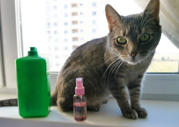 Gri Kedi Kameraya Büyük Gözlerle Bakıyor Kedi Bir Antiseptikle Pencerenin — Stok fotoğraf