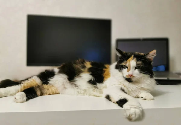 Kucing Tricolor Terletak Atas Meja — Stok Foto