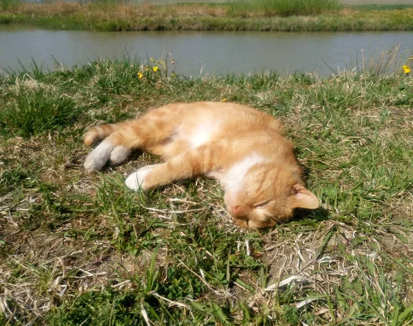 天気の良い夏には池の近くに赤い猫が休んでいる — ストック写真