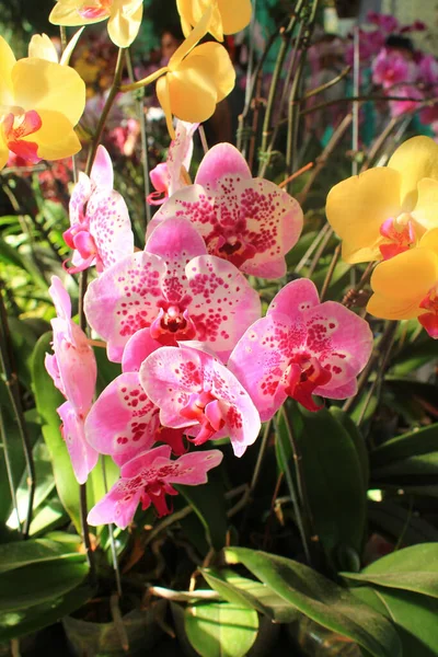 Фіолетові Жовті Орхідеї Саду Зимовий Або Весняний День Поштових Листівок — стокове фото