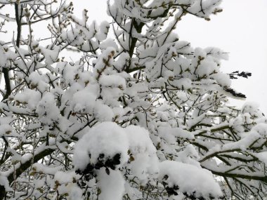Kışın karla kaplı ağaç dalları