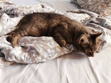 Sabah gri asil kedi yatağında