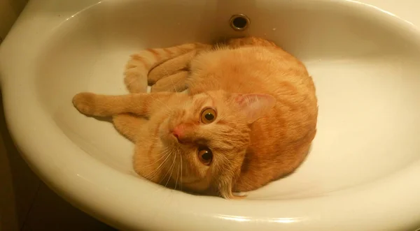 生姜猫躺在水槽里 — 图库照片