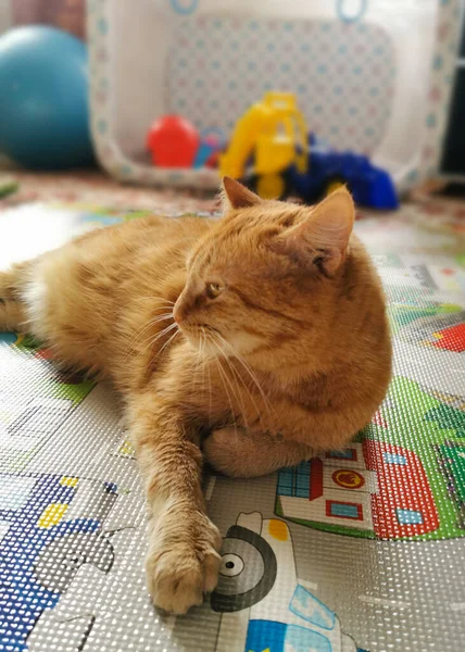 在儿童用品地毯上的儿童房里 一只黄眼睛的红猫在休息 — 图库照片