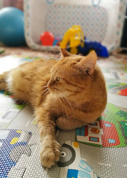 Gato Rojo Con Ojos Amarillos Habitación Niño Sobre Una Alfombra —  Fotos de Stock