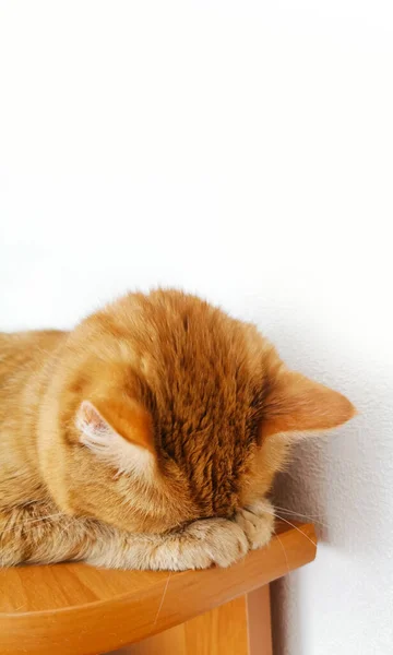 Carino Gatto Rosso Dorme Uno Scaffale Uno Sfondo Bianco Accogliente — Foto Stock