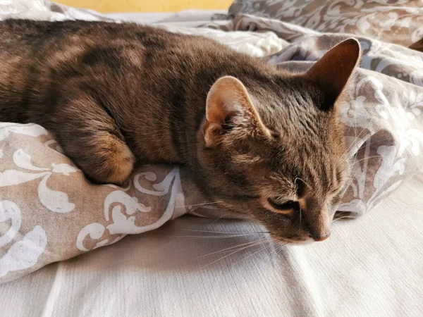 早上灰白高贵的猫躺在床上 — 图库照片