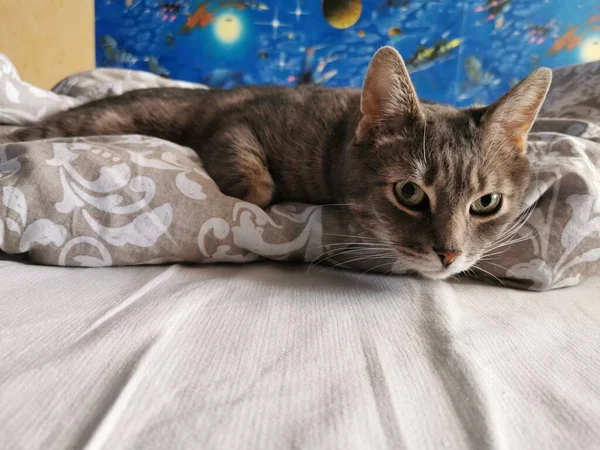 Καλημέρα Γκρι Ευγενή Γάτα Στο Κρεβάτι — Φωτογραφία Αρχείου