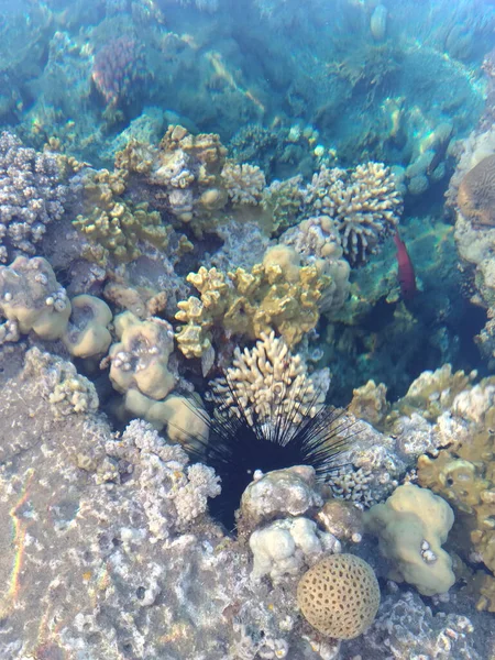 Prachtig Divers Koraalrif Met Vissen Van Rode Zee Egypte Schietend — Stockfoto