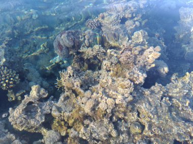 Mısır 'daki Kızıl Deniz' in balık ve deniz kestaneleriyle birlikte su altında çekim yapan güzel ve çeşitli mercan resifleri. Yumuşak odaklanma. Seçici odak