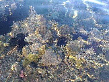 Mısır 'daki Kızıl Deniz' in balık ve deniz kestaneleriyle birlikte su altında çekim yapan güzel ve çeşitli mercan resifleri. Yumuşak odaklanma. Seçici odak