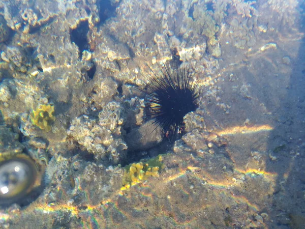 Hermoso Diverso Arrecife Coral Con Peces Erizos Mar Del Mar — Foto de Stock