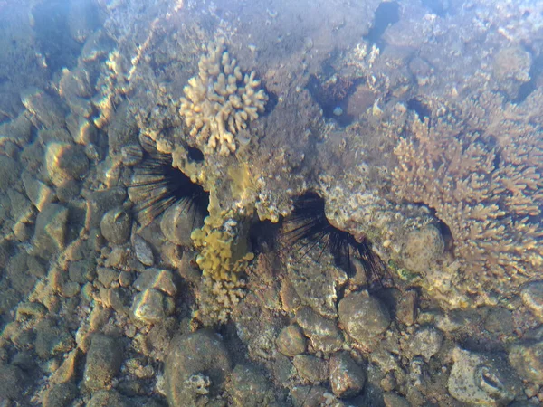 Krásný Rozmanitý Korálový Útes Rybami Mořskými Ježky Rudého Moře Egyptě — Stock fotografie