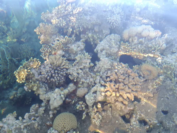 Красивый Разнообразный Коралловый Риф Рыбой Морскими Ежками Красного Моря Египте — стоковое фото