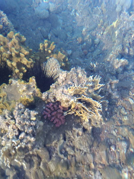 Гарний Різноманітний Кораловий Риф Рибою Морськими Їжаками Червоного Моря Єгипті — стокове фото