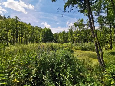 Yeşil ormanın güzel bir manzarası ve mavi gökyüzüne karşı bataklıklar. Beyaz Rusya 'nın doğası. Mozaik, doku, arkaplan, web sitesi, reklam manzarası
