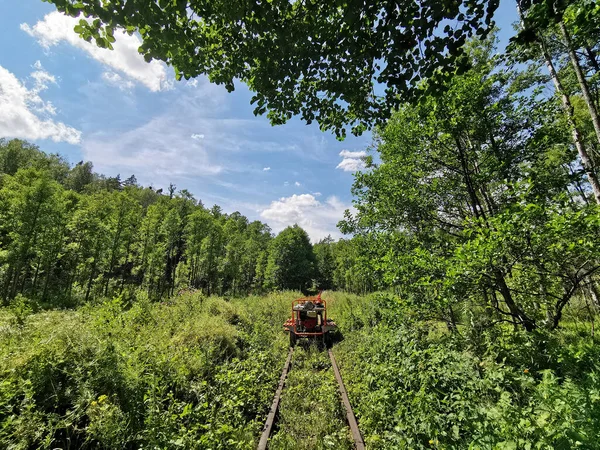 Красивий Краєвид Літнього Лісу Рейок Тролейбусів — стокове фото