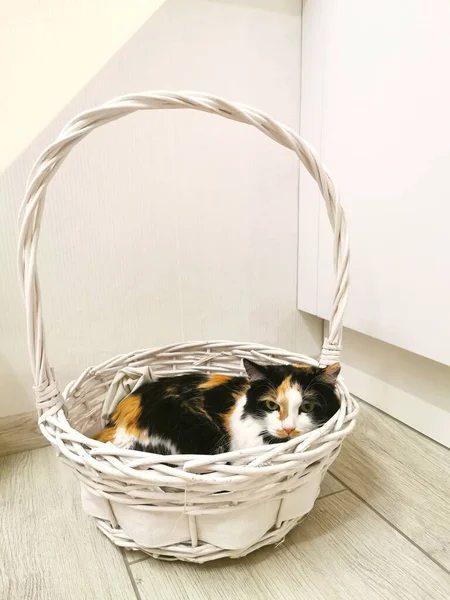 Tricolor Cat Lies White Basket White Room — Stock Photo, Image