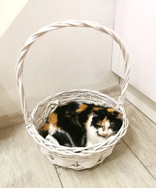 Tricolor Cat Lies White Basket White Room — Stock Photo, Image