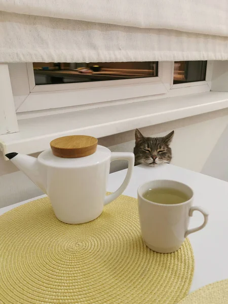 白い台所のテーブルで灰色の猫 猫とお茶を飲む — ストック写真
