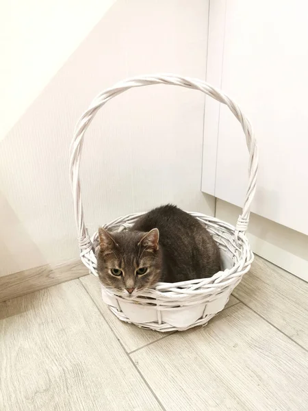 Gato Gris Yace Una Cesta Blanca Mira Cámara Una Habitación — Foto de Stock