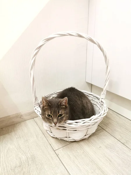 Gray Cat Lies White Basket Looks Camera White Room — Stock Photo, Image